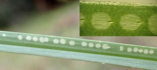 Phytomyza gymnostoma